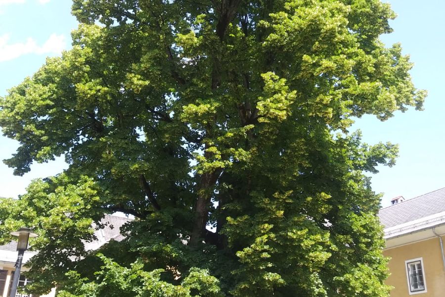 IMG-20190613-WA0009